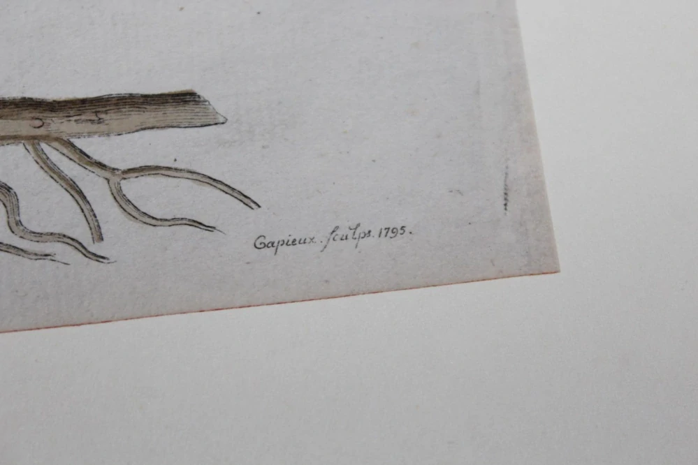 STARÁ LITOGRAFIE, OBRÁZEK