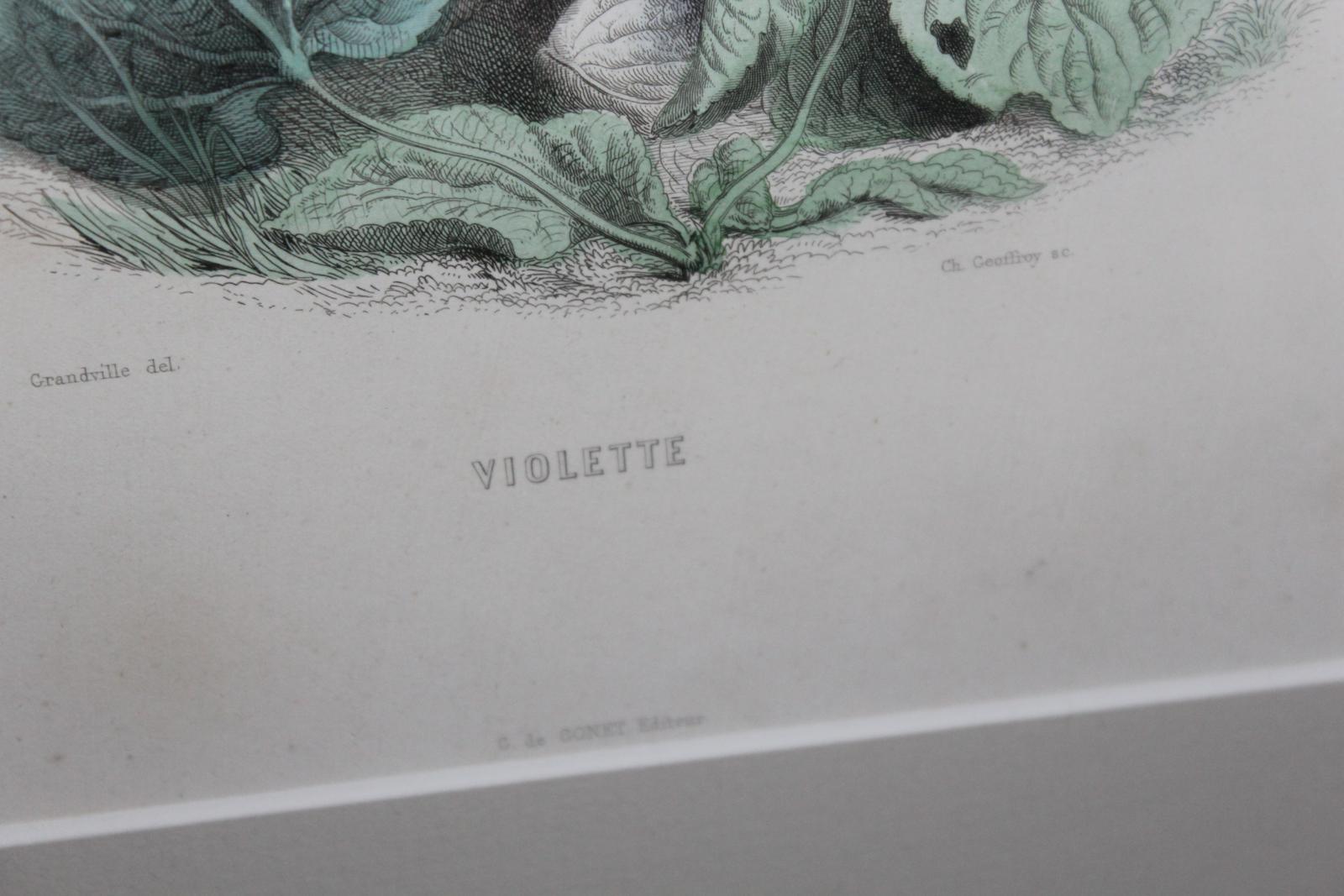 KOLOROVANÁ RYTINA, OBRAZ