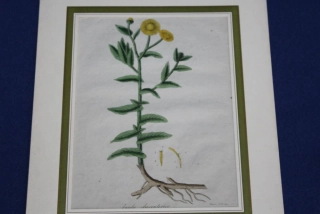 STARÁ LITOGRAFIE, OBRÁZEK